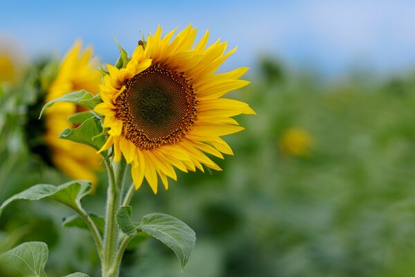 Campo verde con girasol brillante