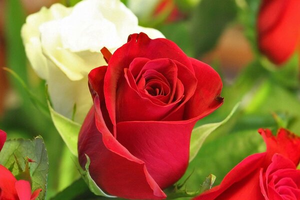 Bellissimi boccioli di rose rosse