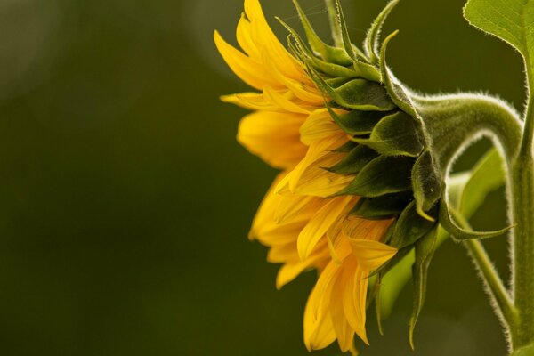 Girasoles amarillos en macro tiro