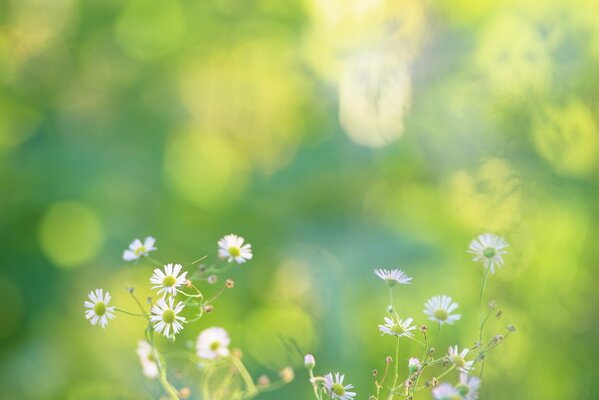 Gänseblümchen und Blumen schmücken die Natur