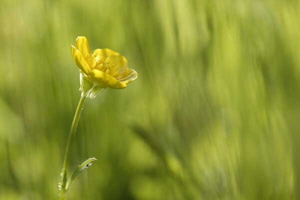 Makroaufnahme einer gelben Blume auf einer Lichtung