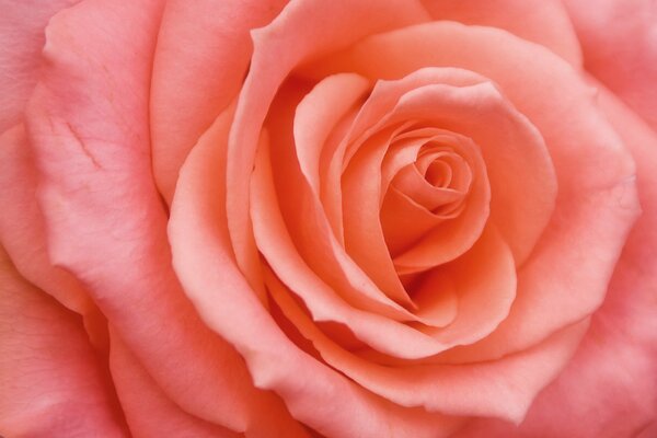 Pink rose close-up