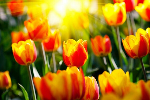 Red and yellow tulips in the sunlight