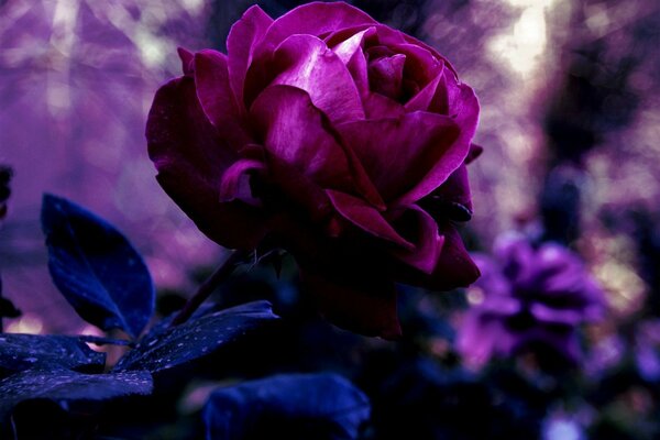 Purple rosebud and blurry background