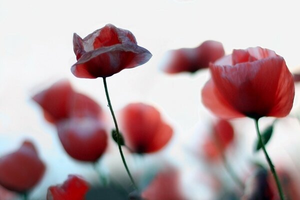 Beautiful flowering of red poppies . Nature photos