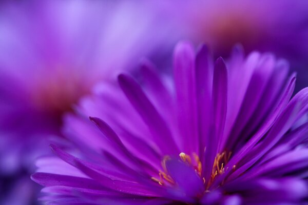 Petali di fiori selvatici stretti viola