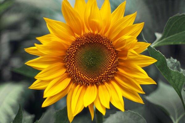 Primo piano di girasole, uno