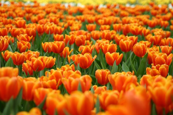 Campos de tulipanes en Holanda