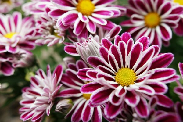 Flowers are purple yellow on the field