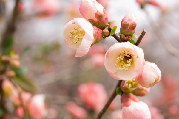 Fioritura primaverile dell albero alla luce del sole