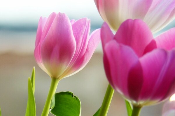 Tulipani rosa primo piano