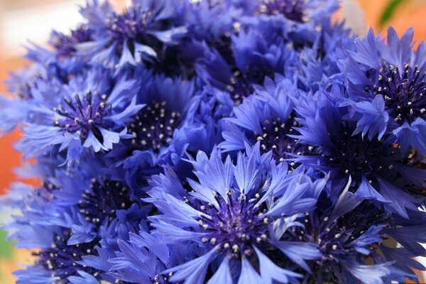 A bouquet of delicate field cornflowers