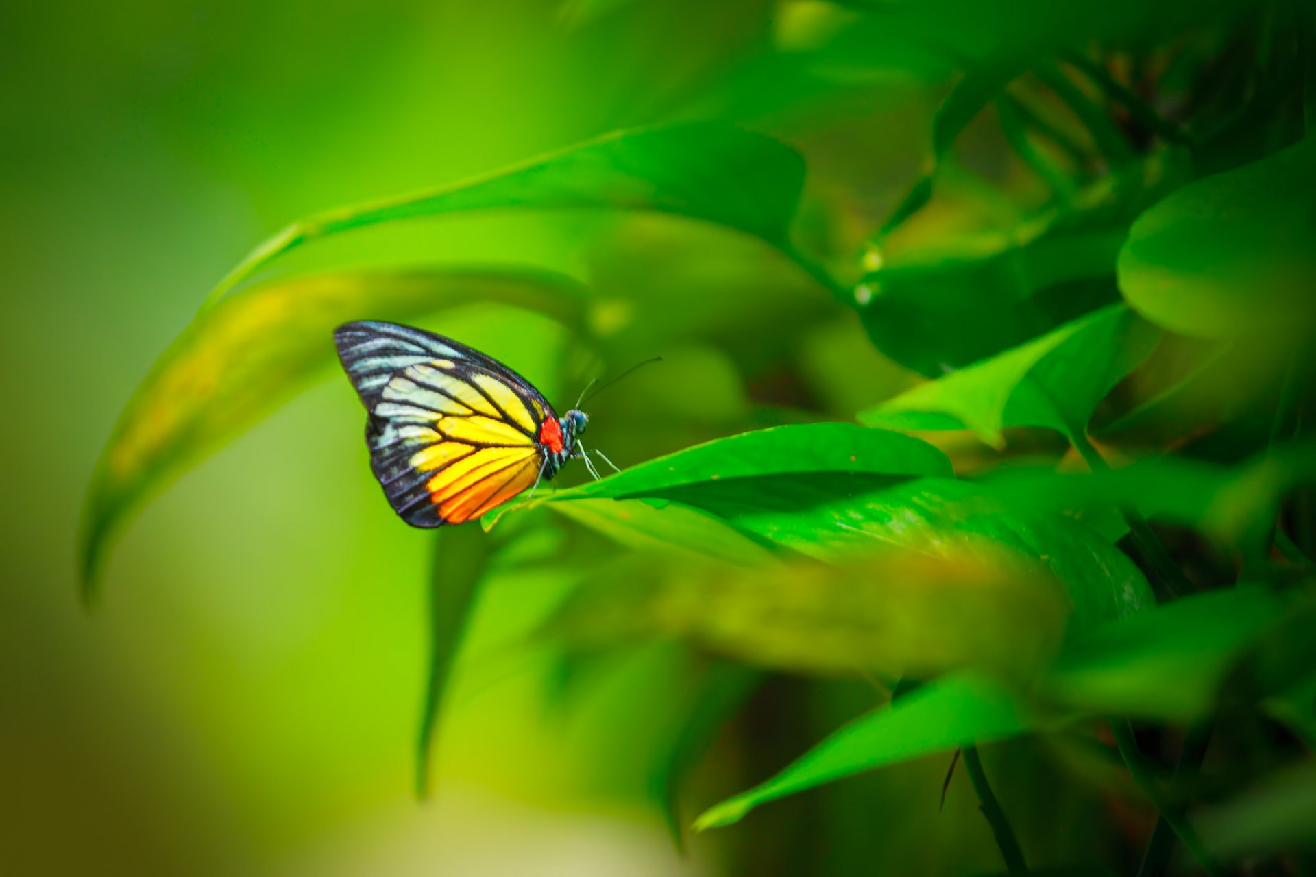 insect butterfly wings pattern plant leave