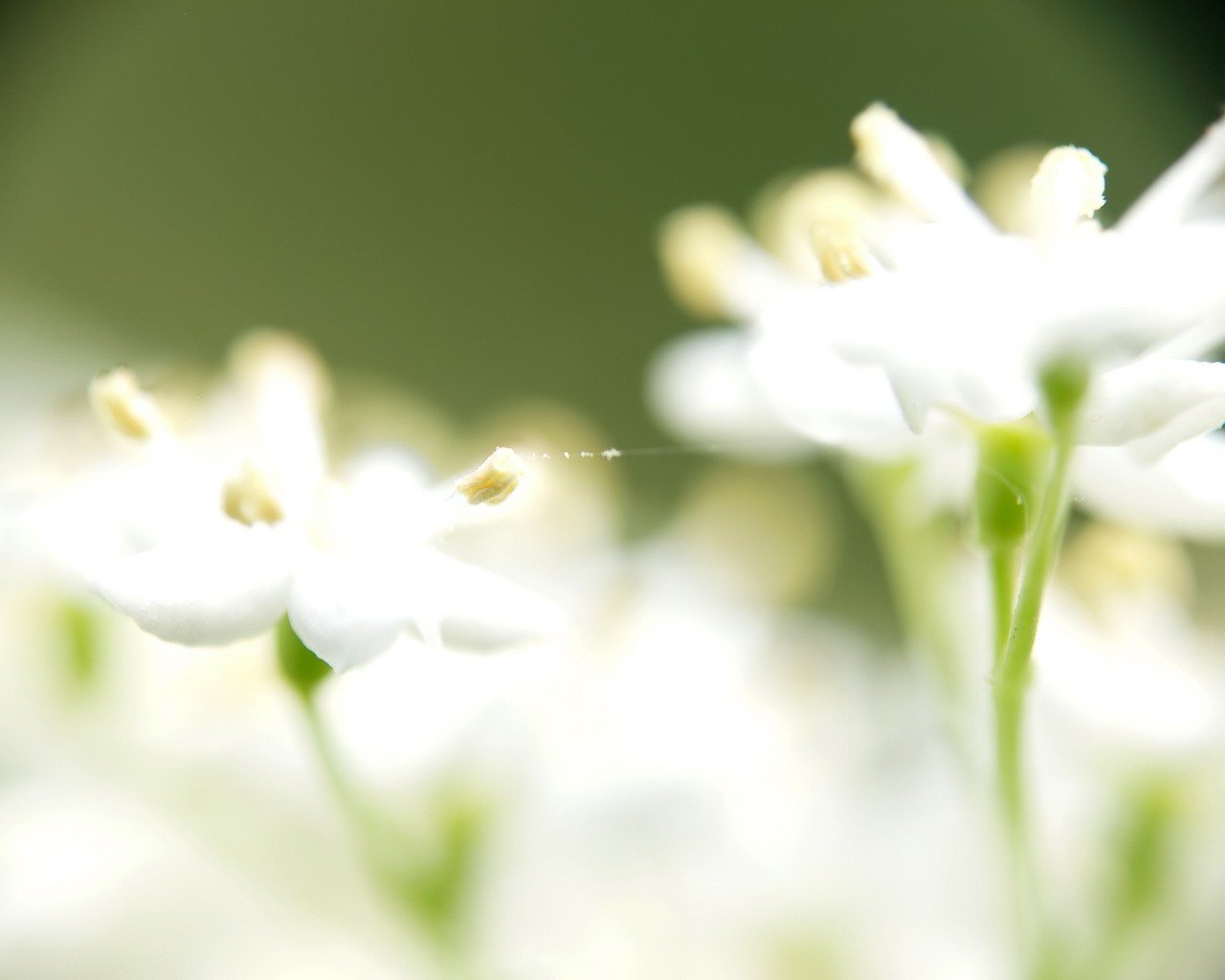 white green petal