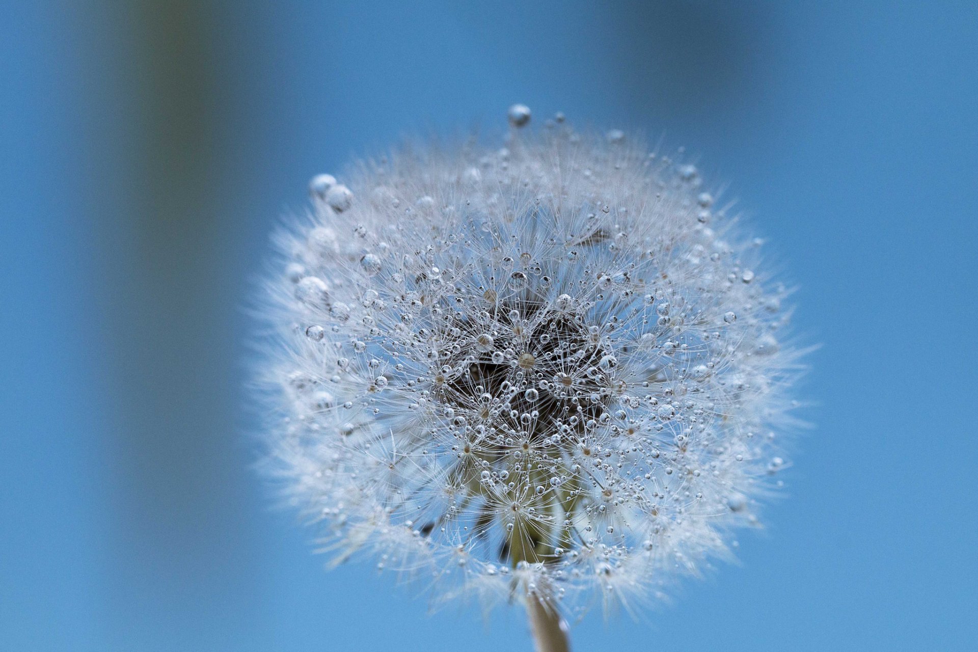 pissenlit épopées gouttes rosée eau