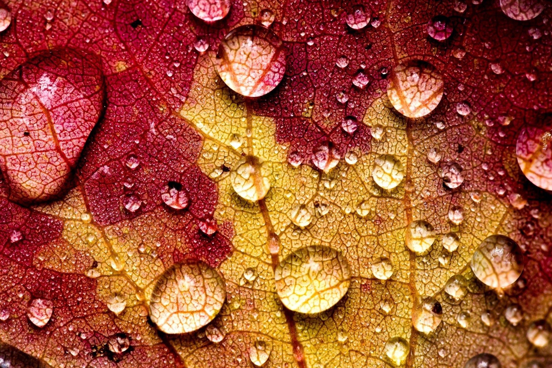 heet yellow burgundy streaks drops water autumn close up nature