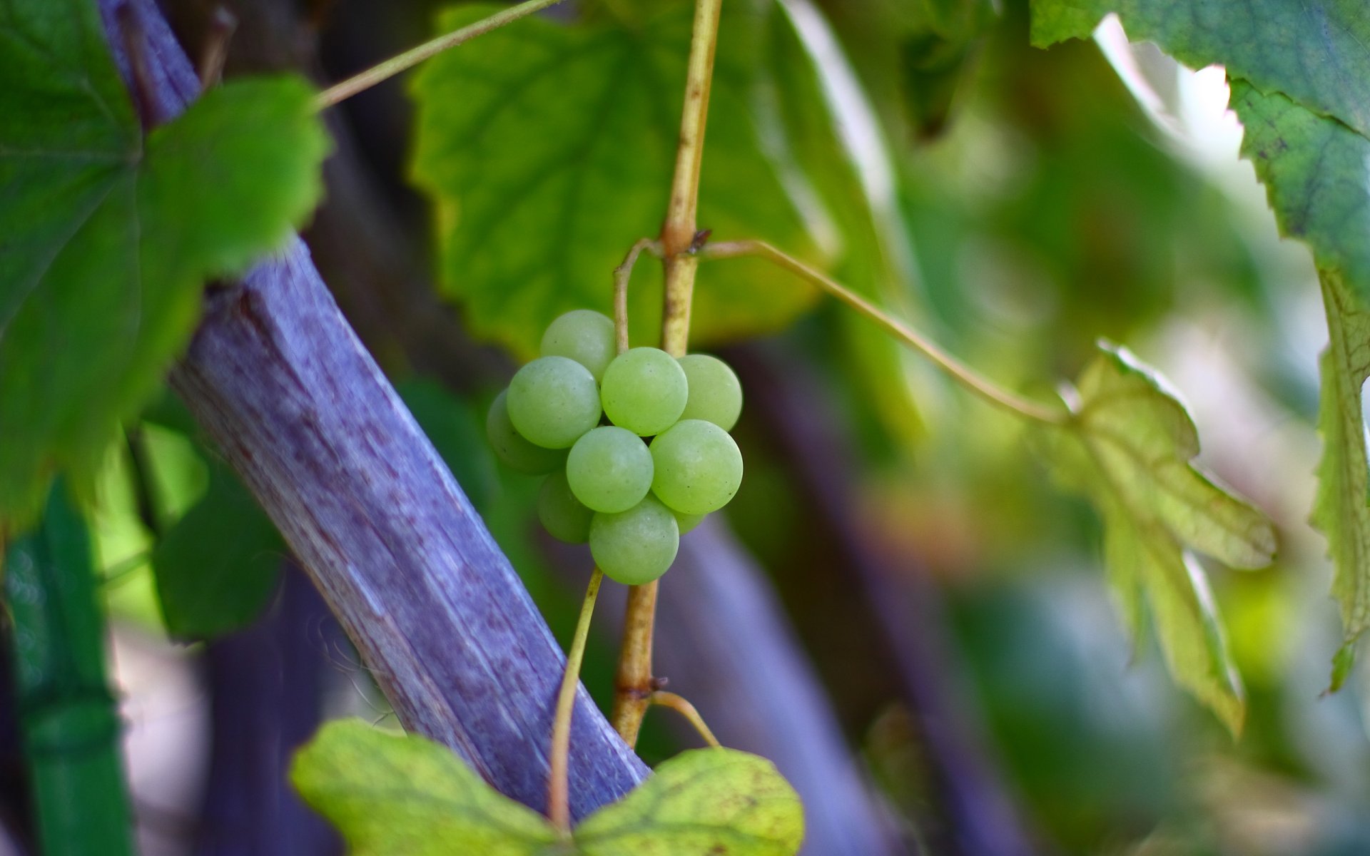 uva vite foglie autunno macro ramo cespuglio verde natura