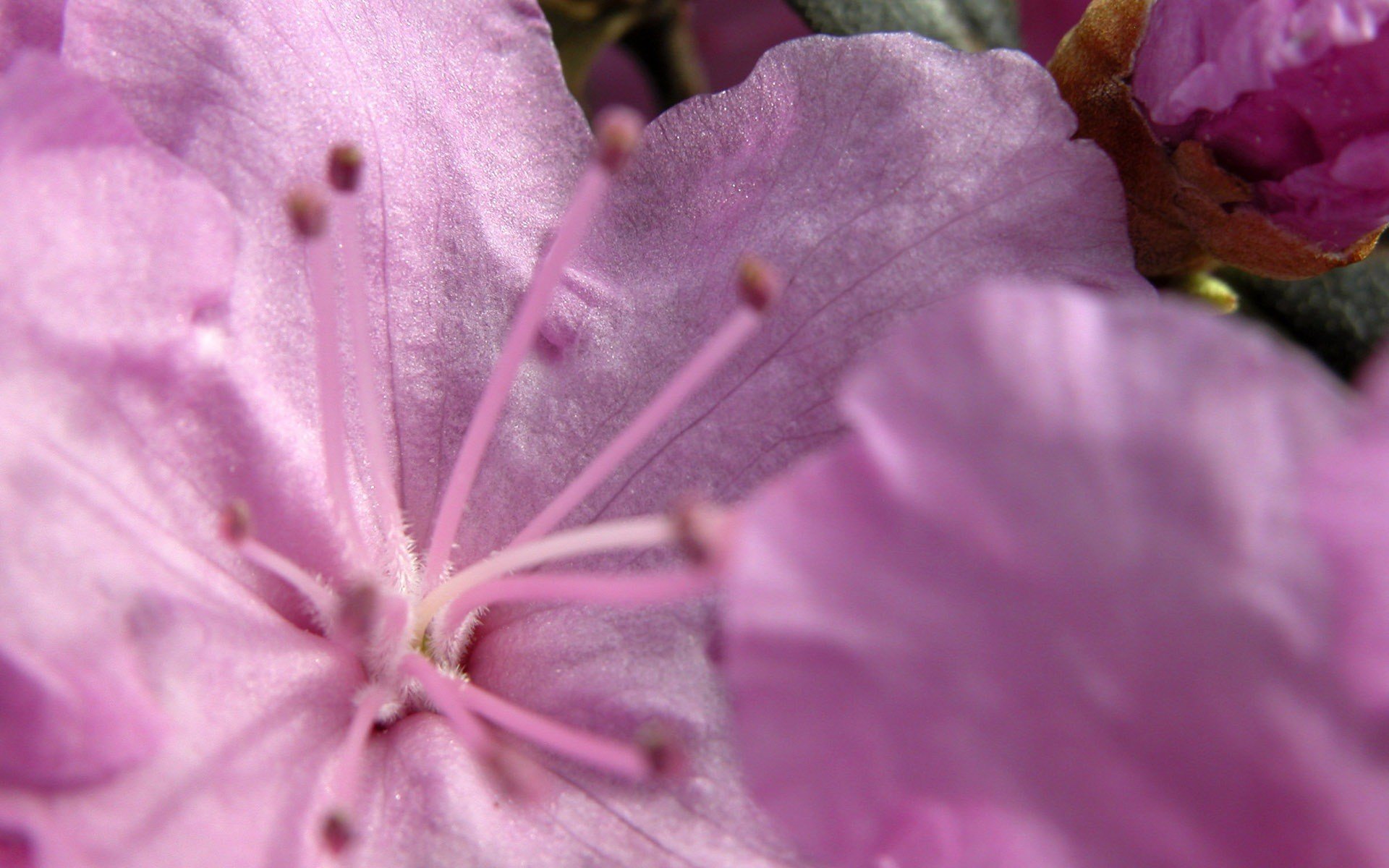 fleur rose délicat gros plan