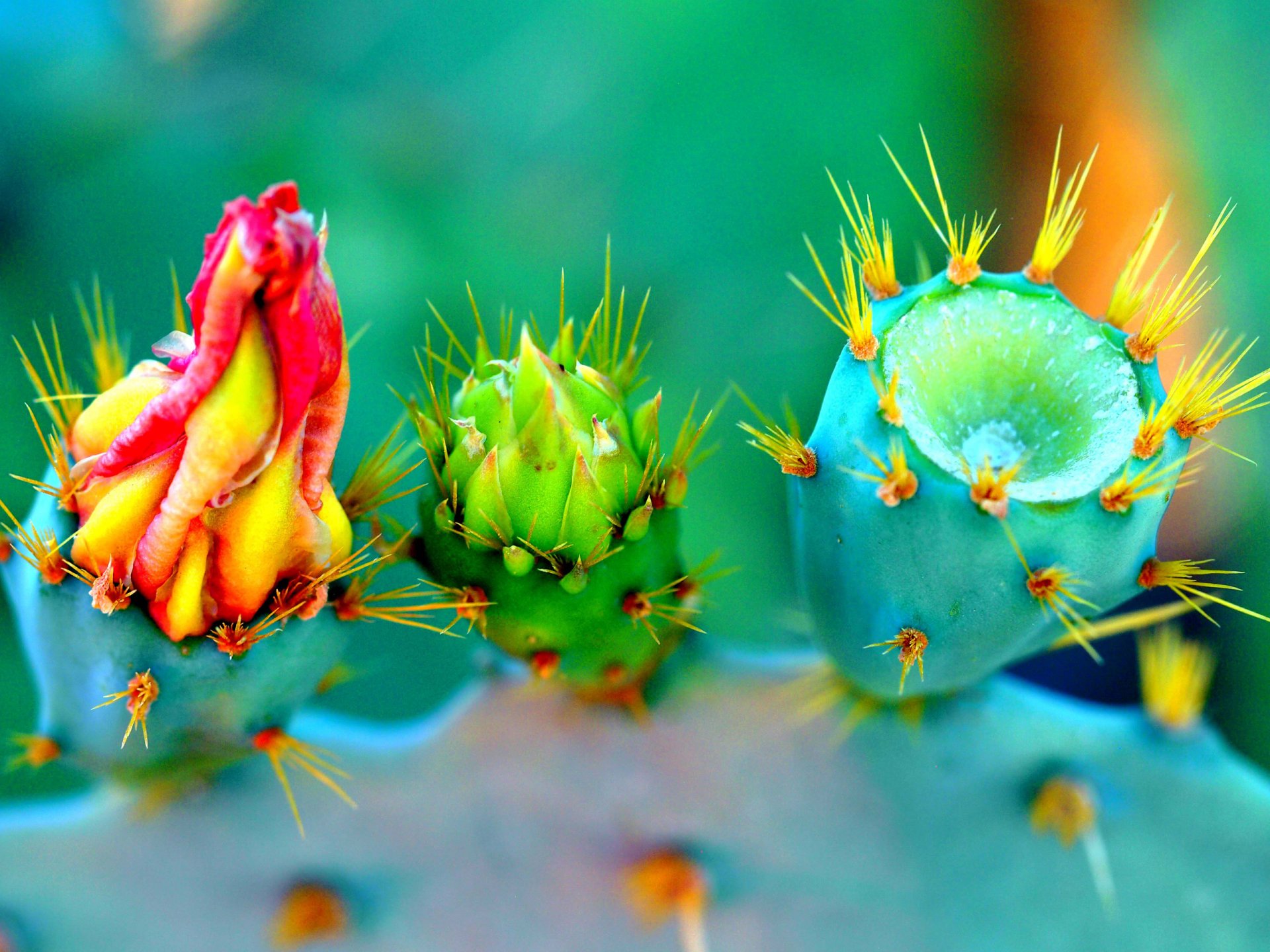 cactus flower petals nature plant