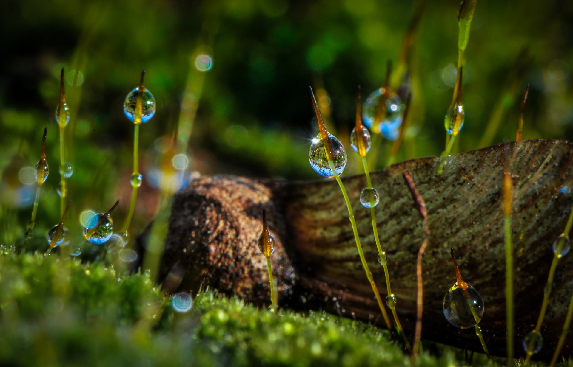 hojas de hierba gotas rocío macro