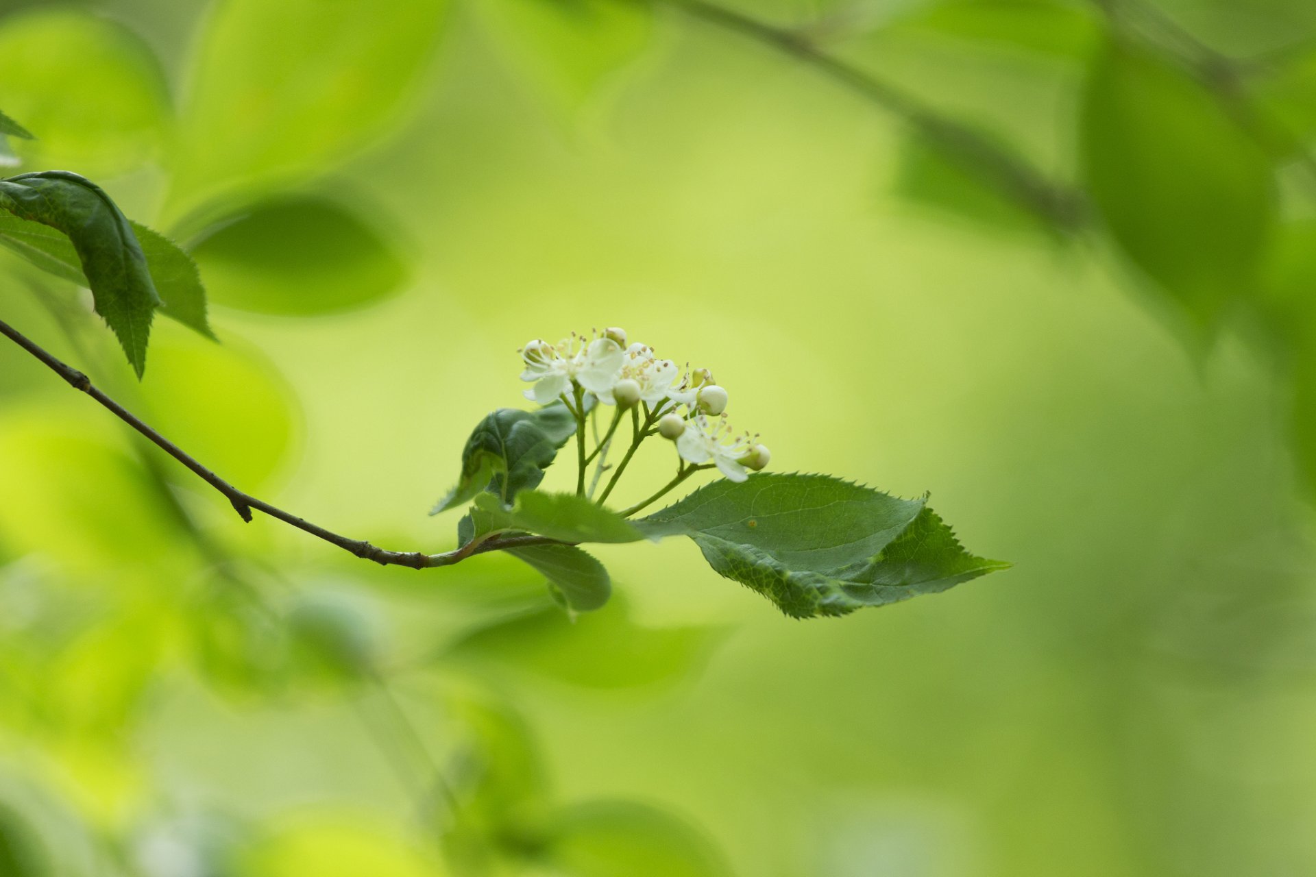 branche feuilles fleurs blanc fond