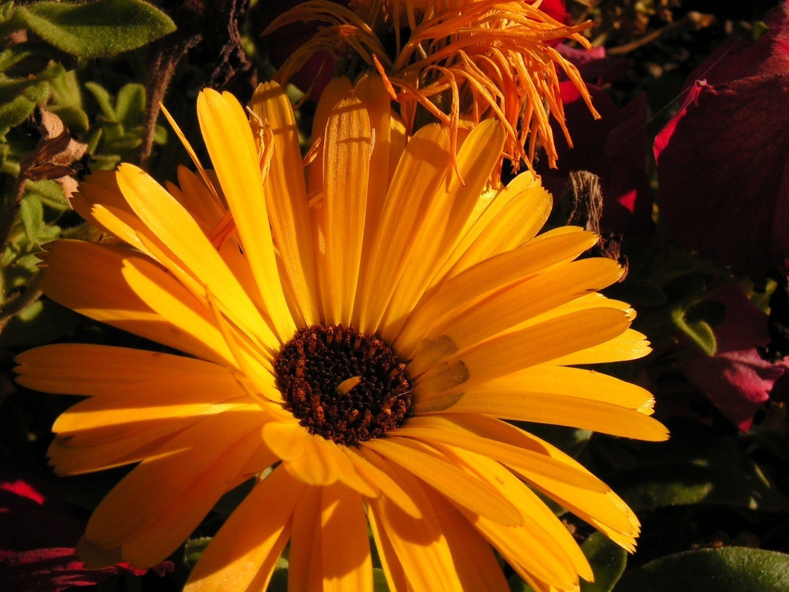 naturaleza flor amarillo