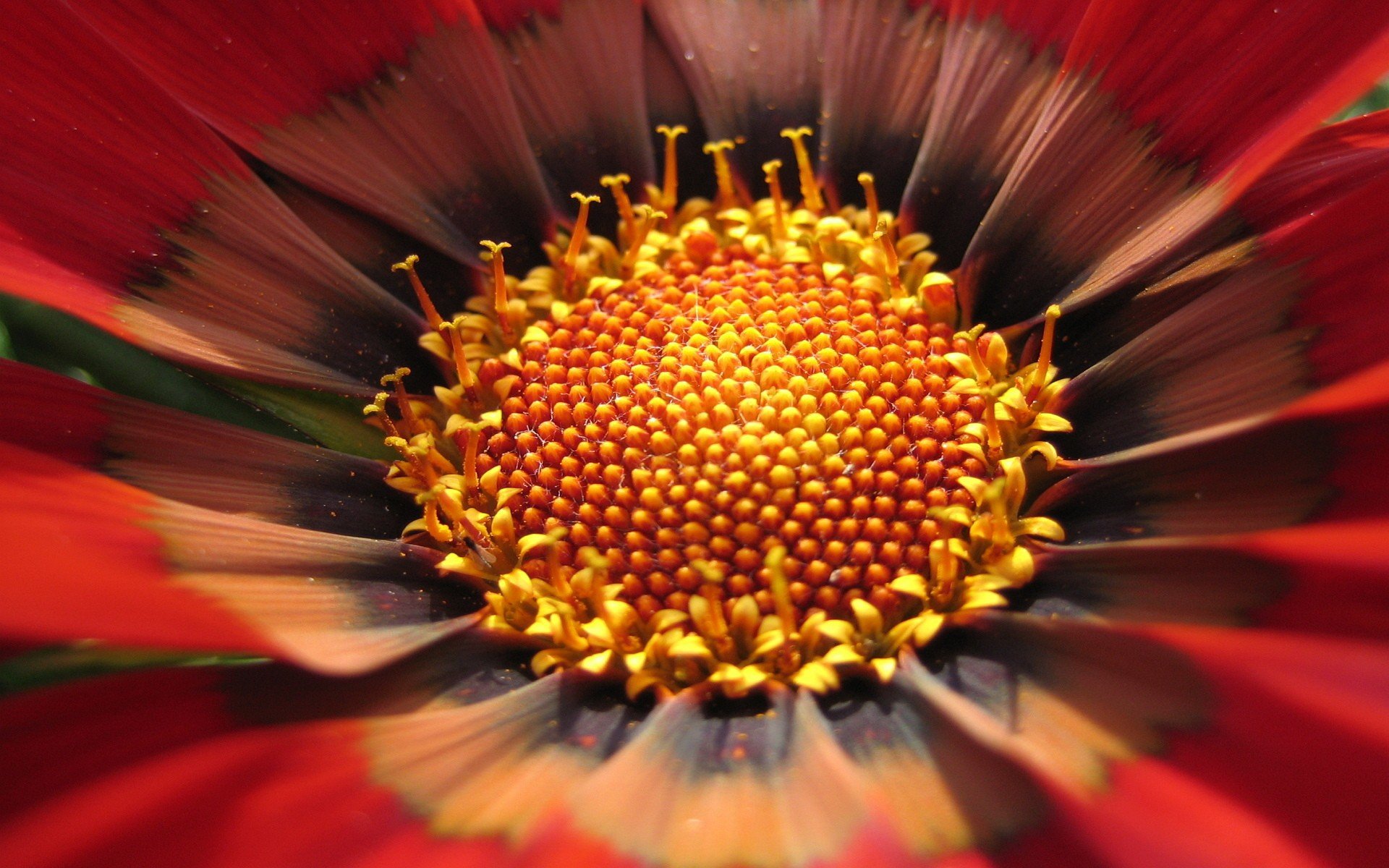 flower close up yellow