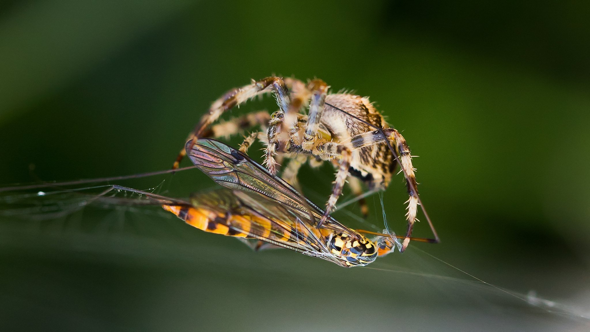 pider close up insect wasp web