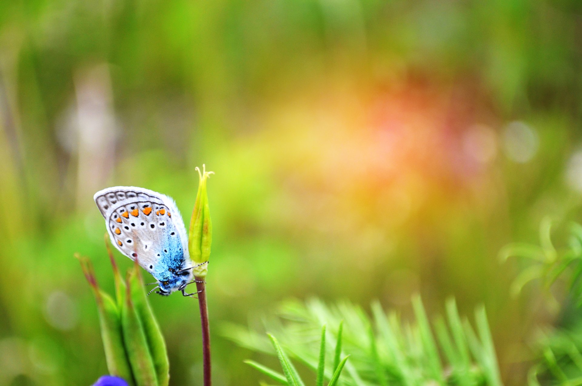 butterfly grass green day summer