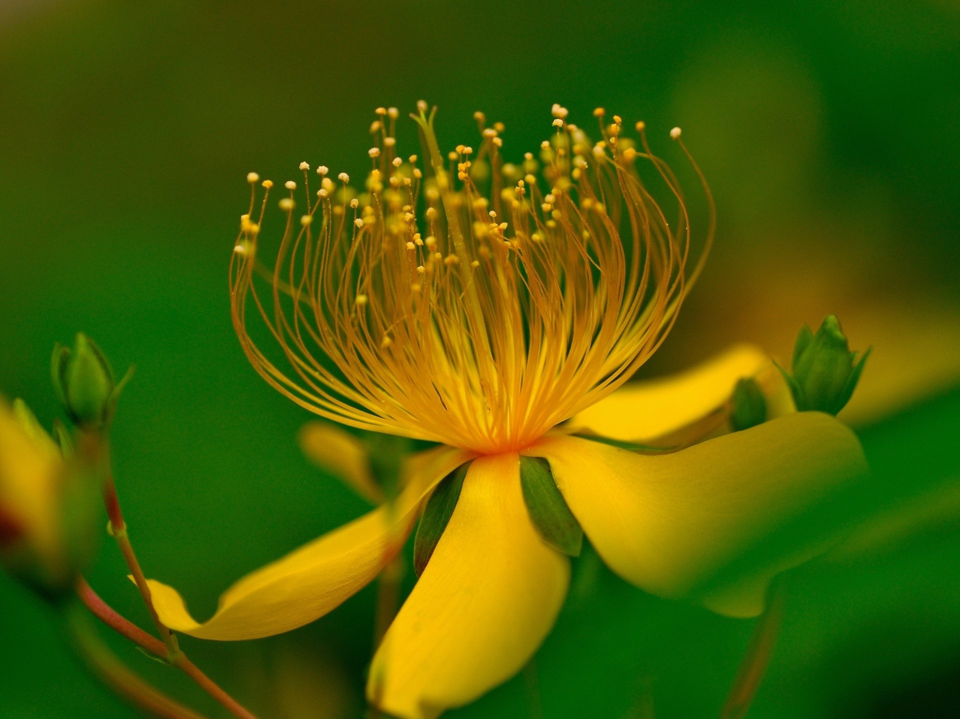 macro flor amarillo hojas fondo verde