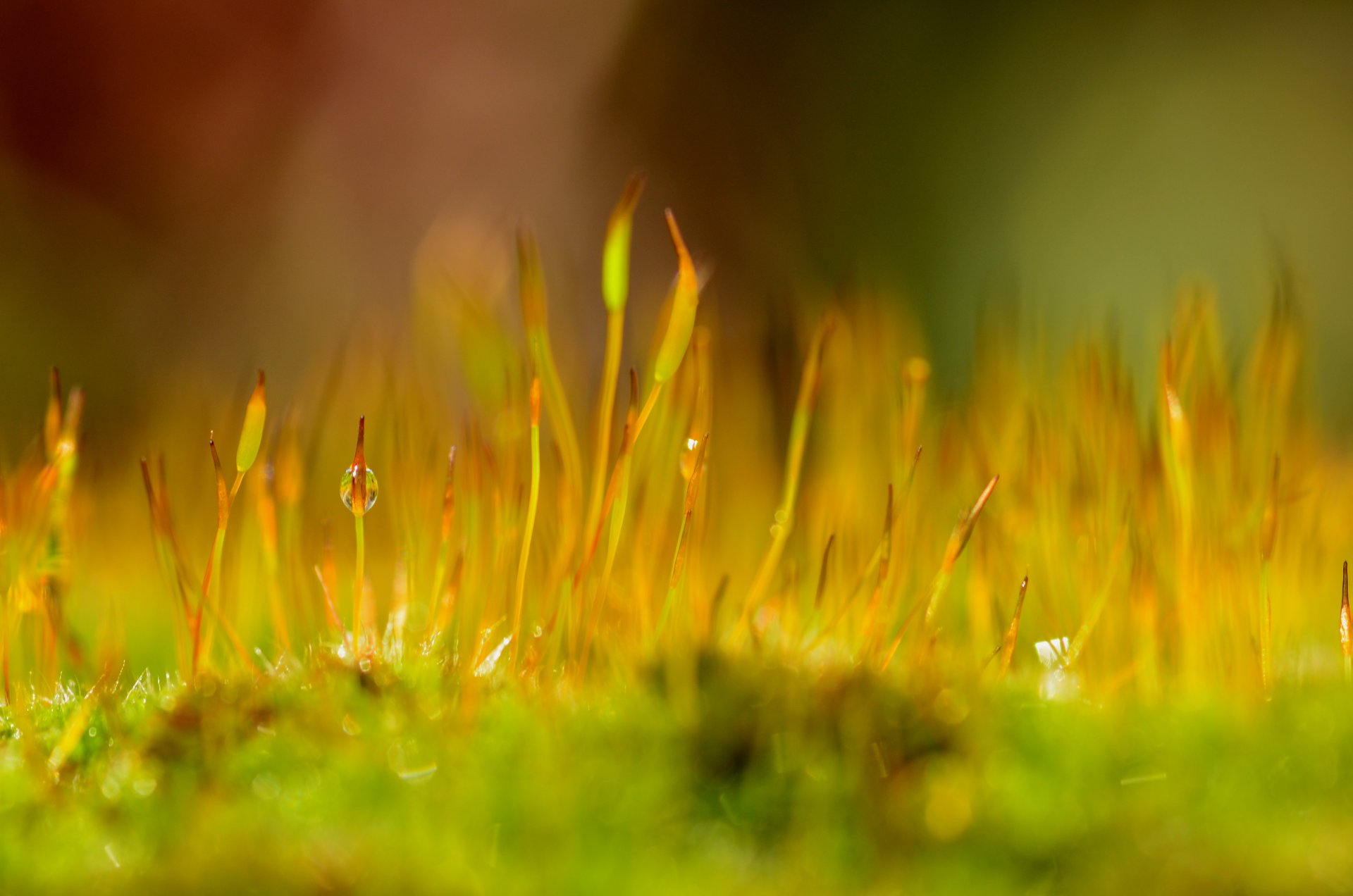 moos pflanze tropfen tau makro natur