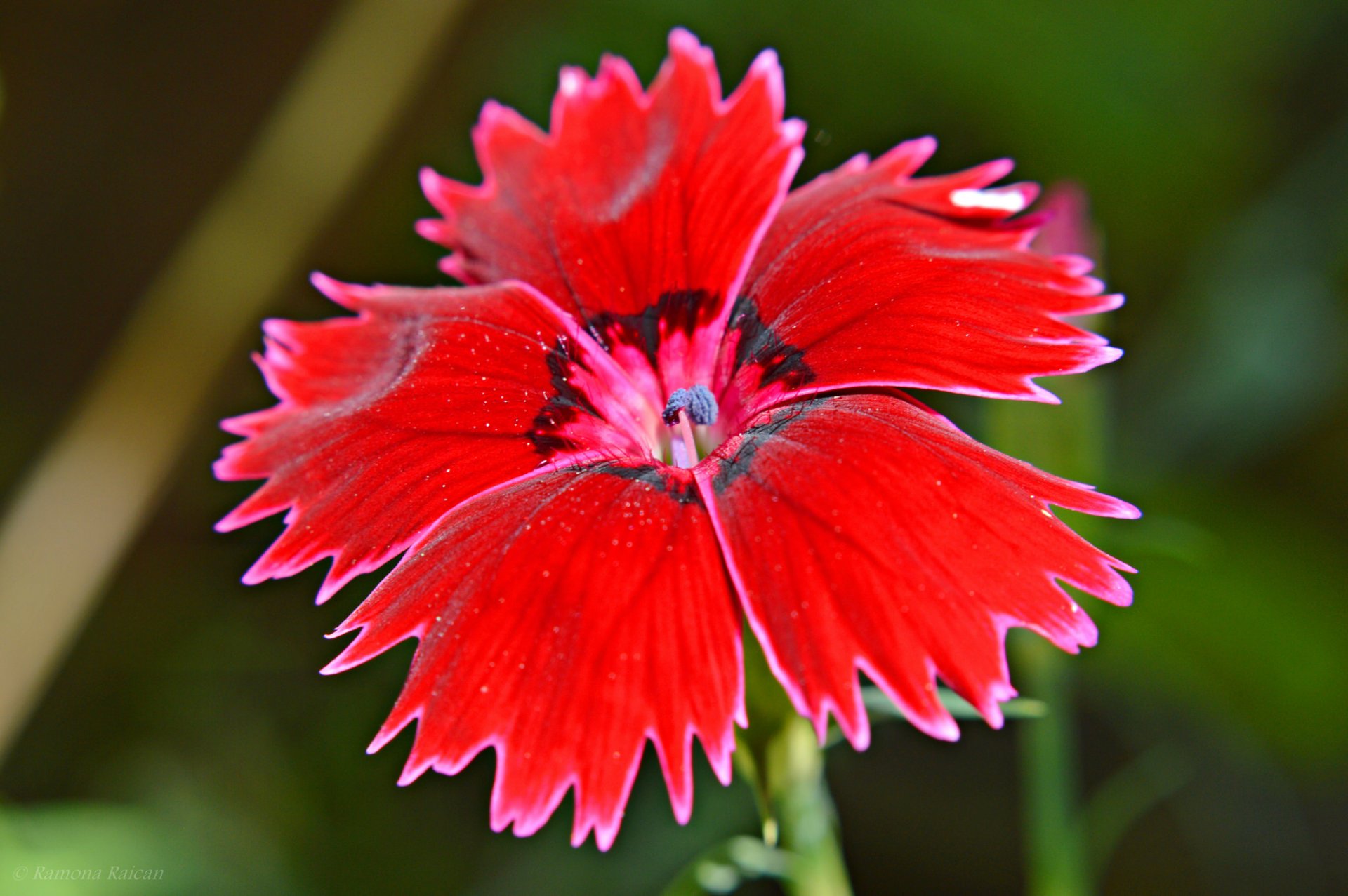 türkische nelke blume blütenblätter natur pflanze