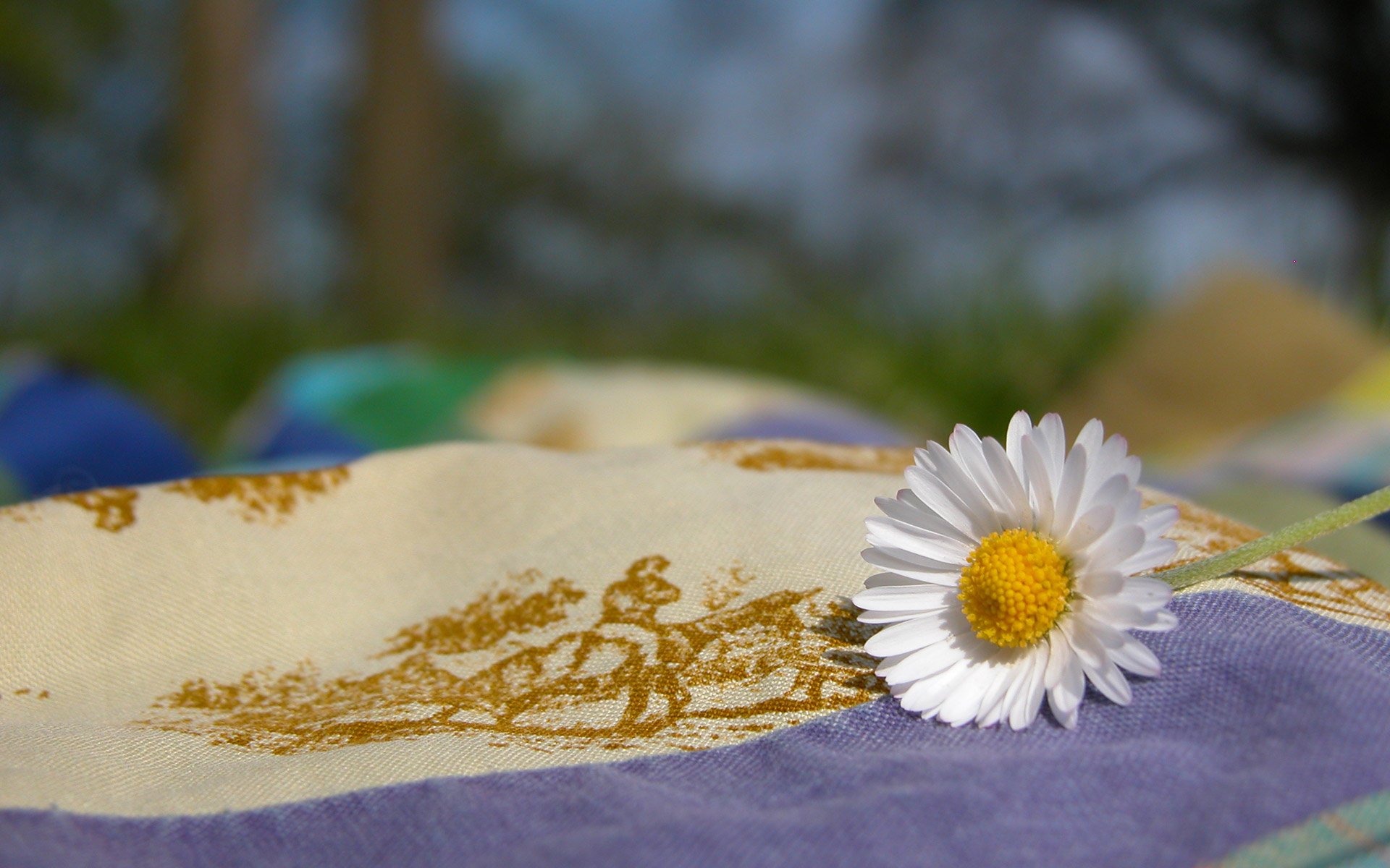 daisy cloth nature