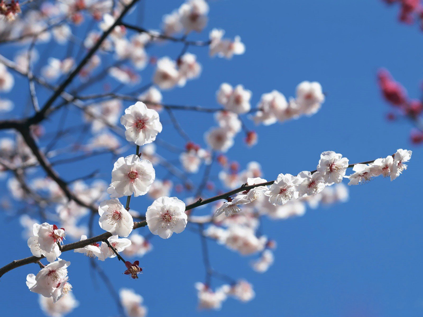 sakura cielo ramo