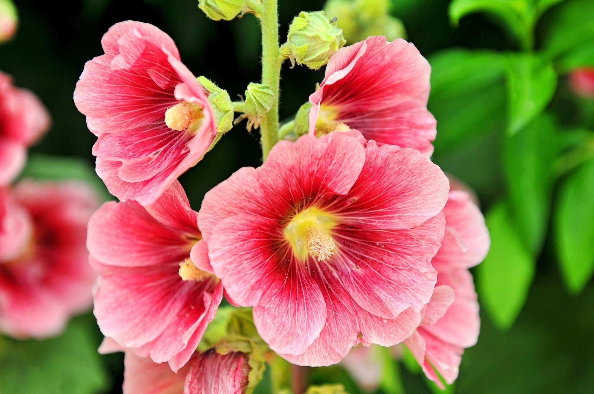 blumen malve blütenblätter stiel