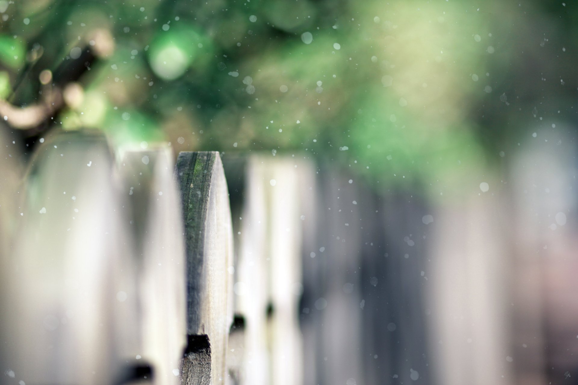 ogrodzenie drewniane śnieżka pierwszy śnieg krzewy zieleń bokeh śnieg fokus pora pora roku