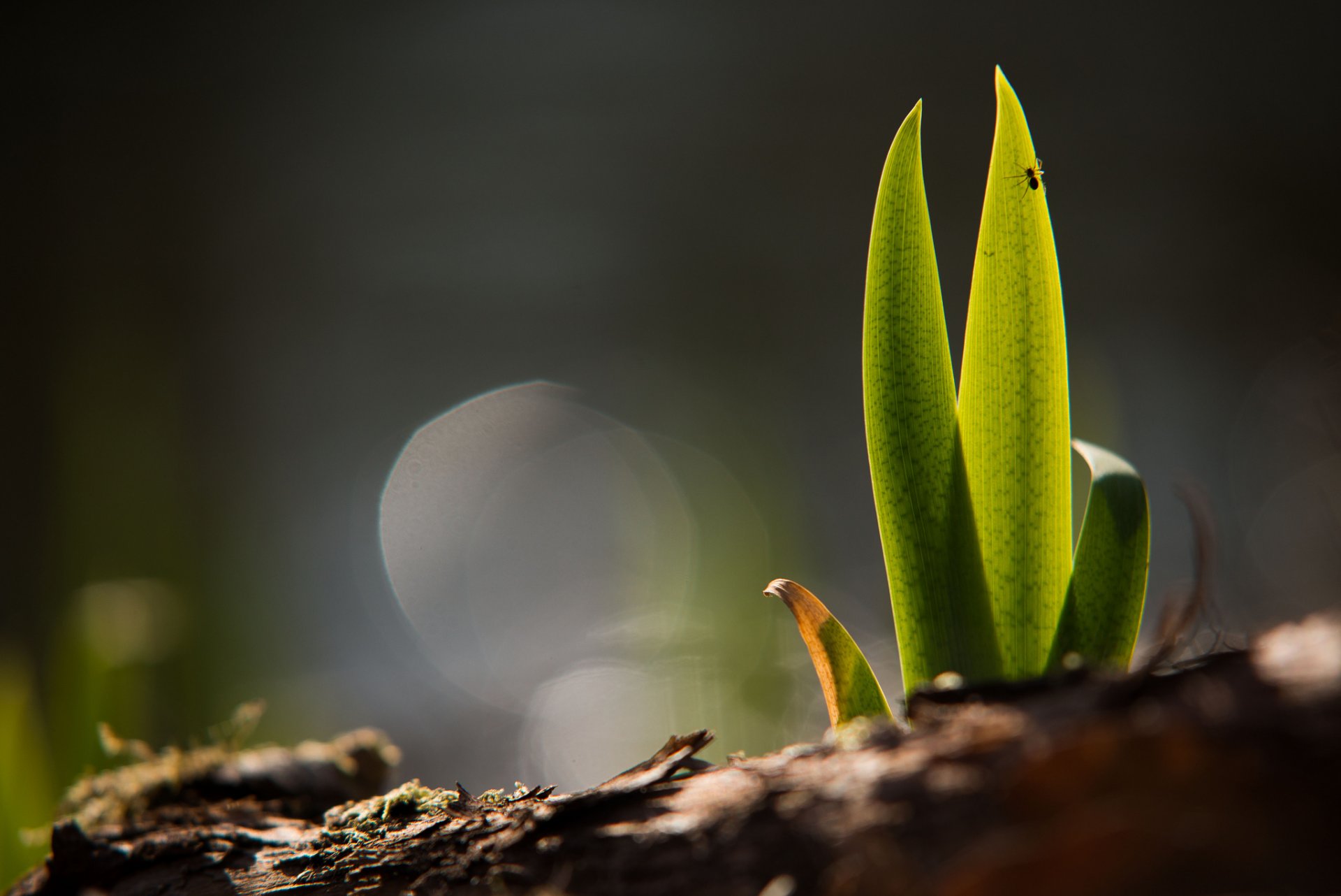 herbe pousse verdure terre sol