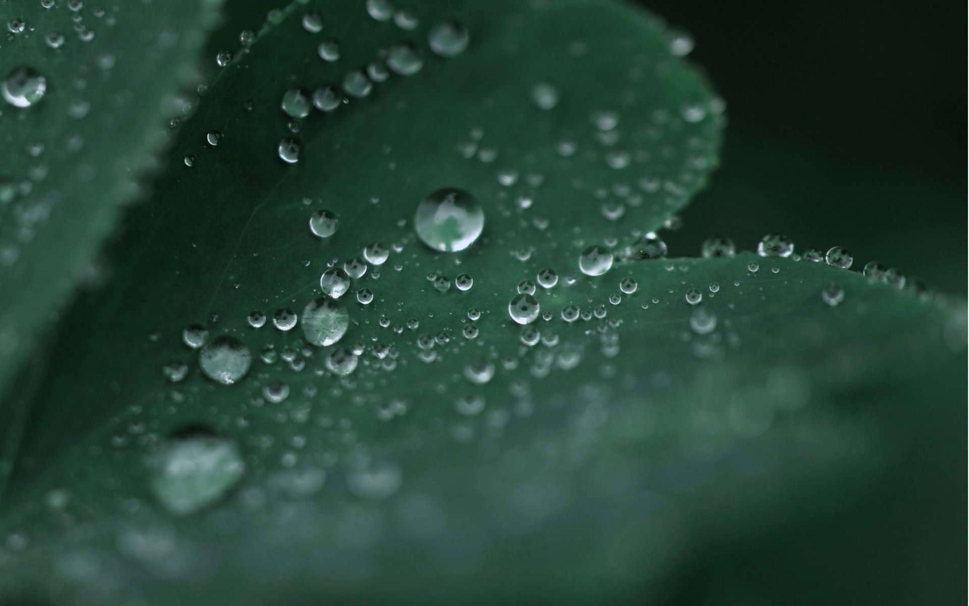 feuille vert gros plan rosée gouttes eau