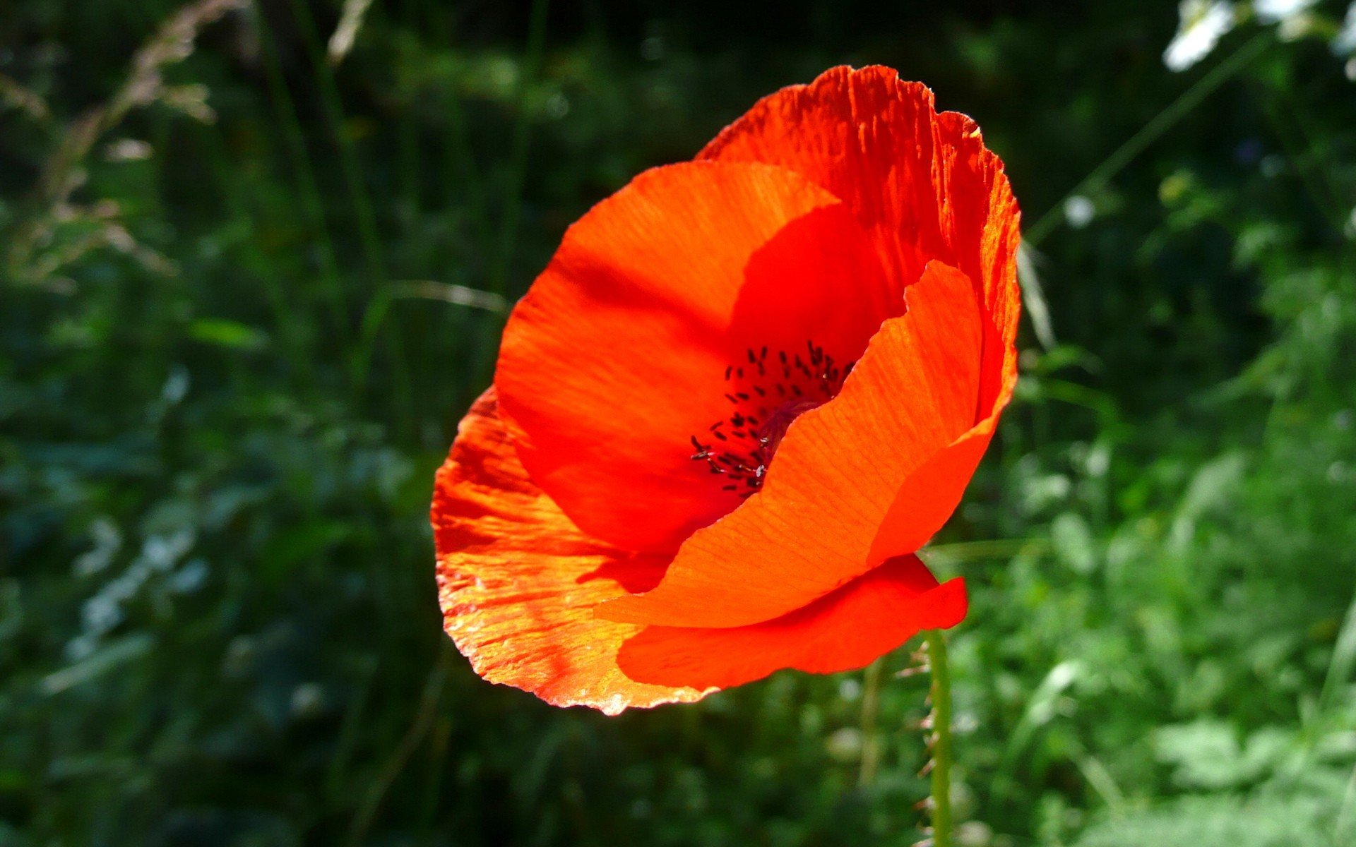 flor rojo verde