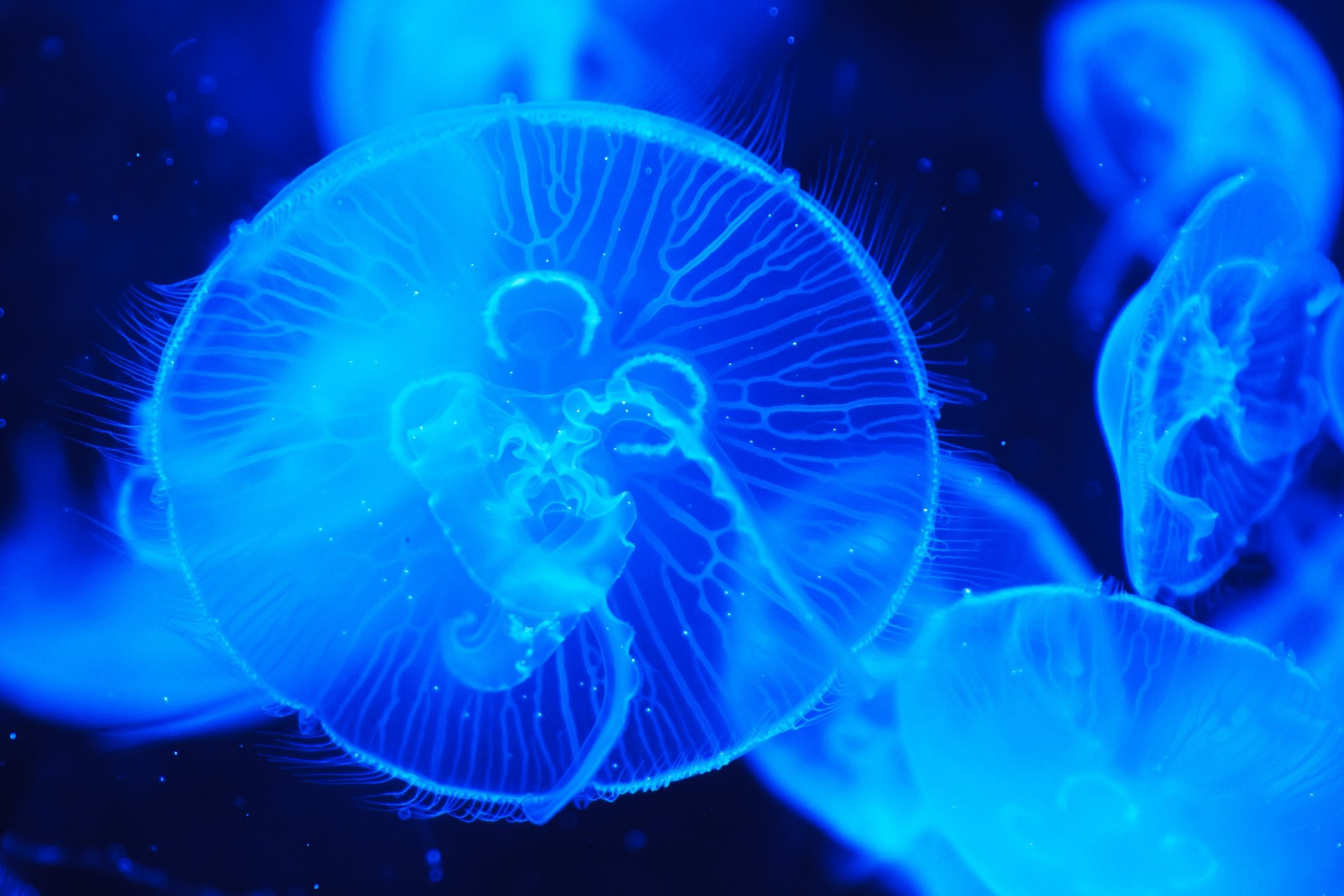 meduse oceano acqua natura macro