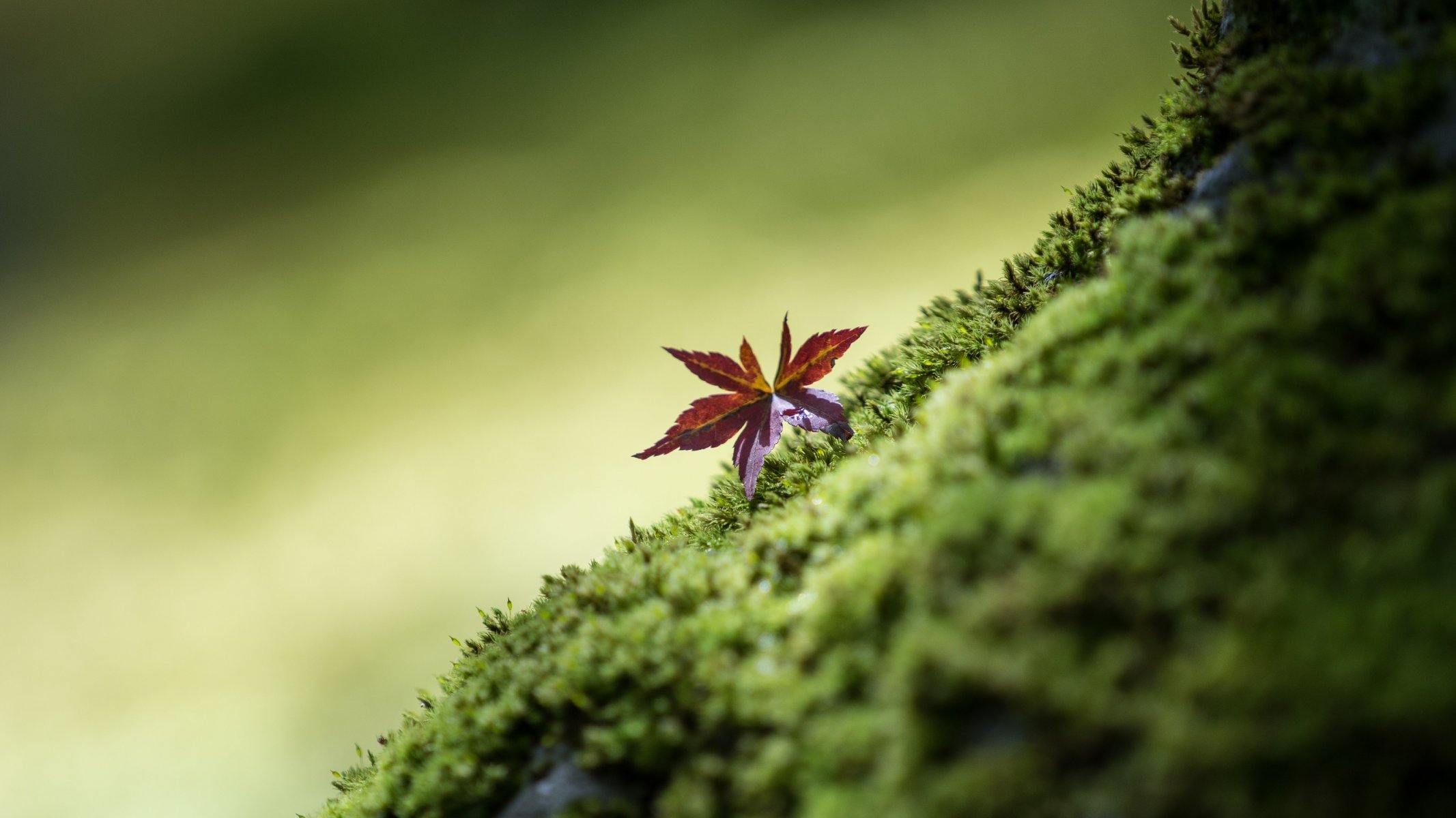 feuille macro verts