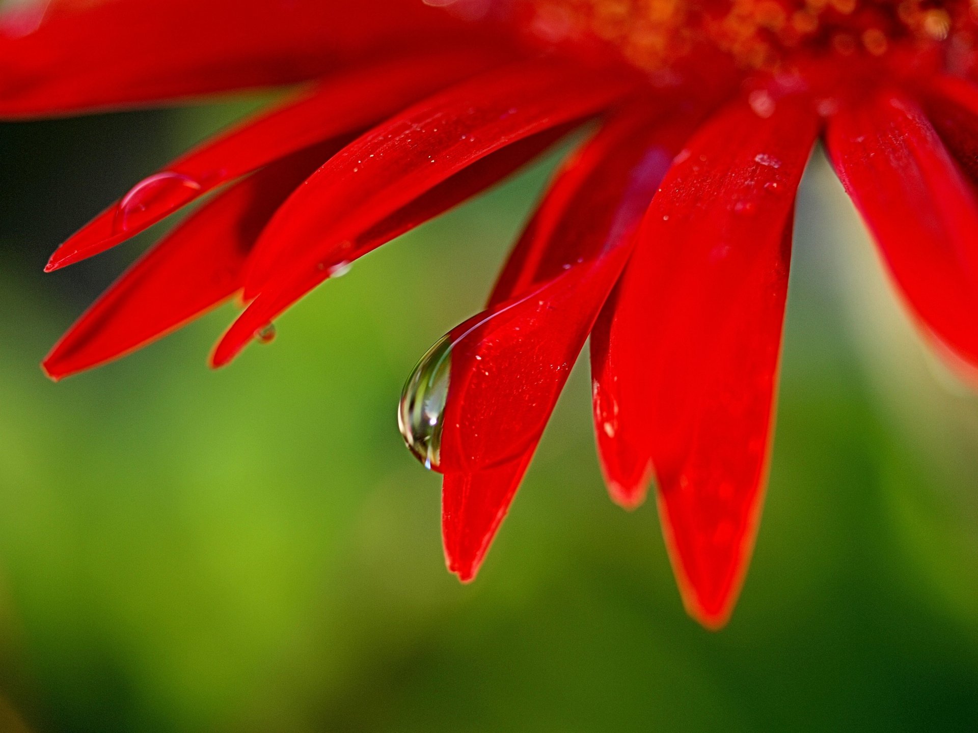 close up flower petals bright red drop of water