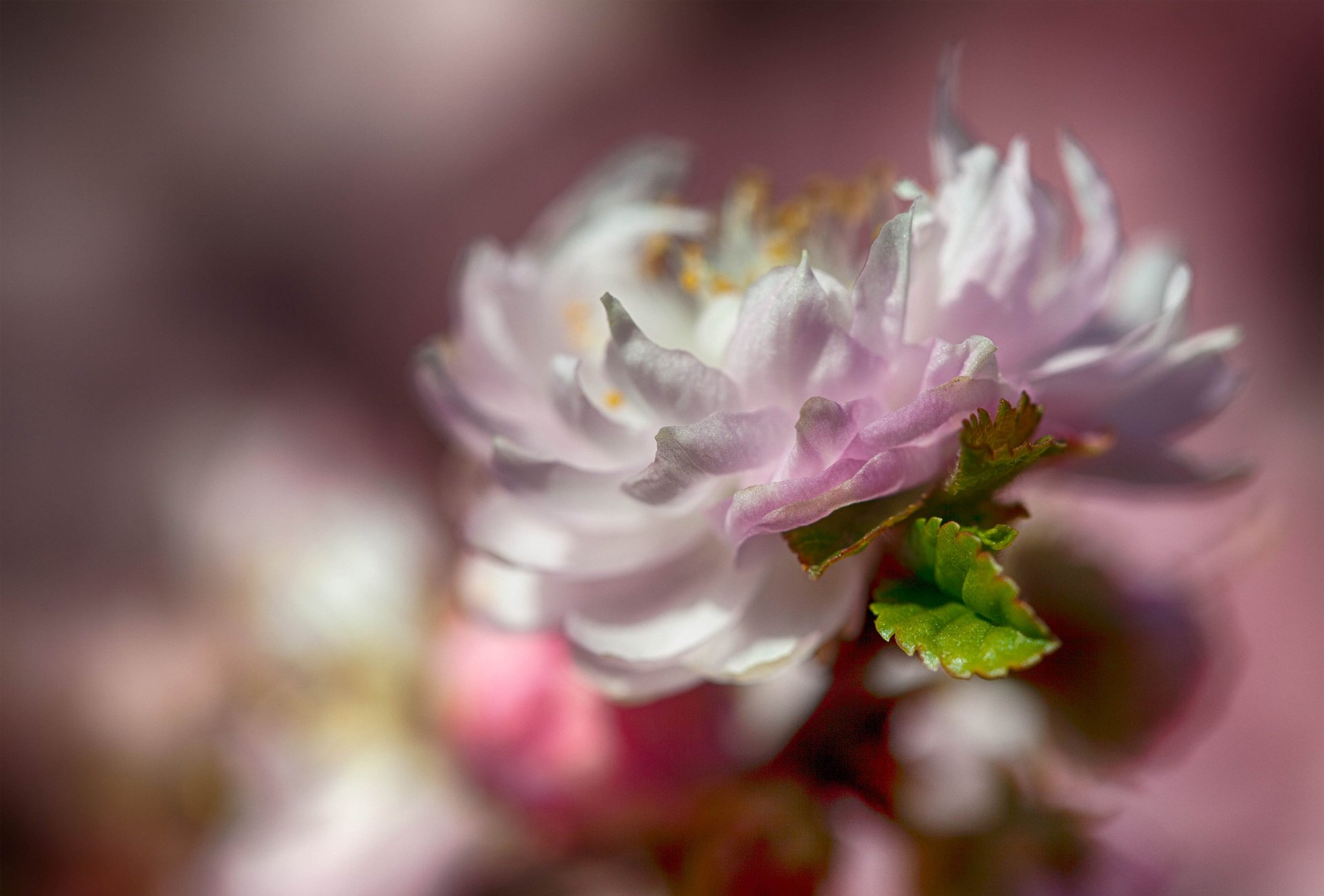 blume zweig blätter grüns natur