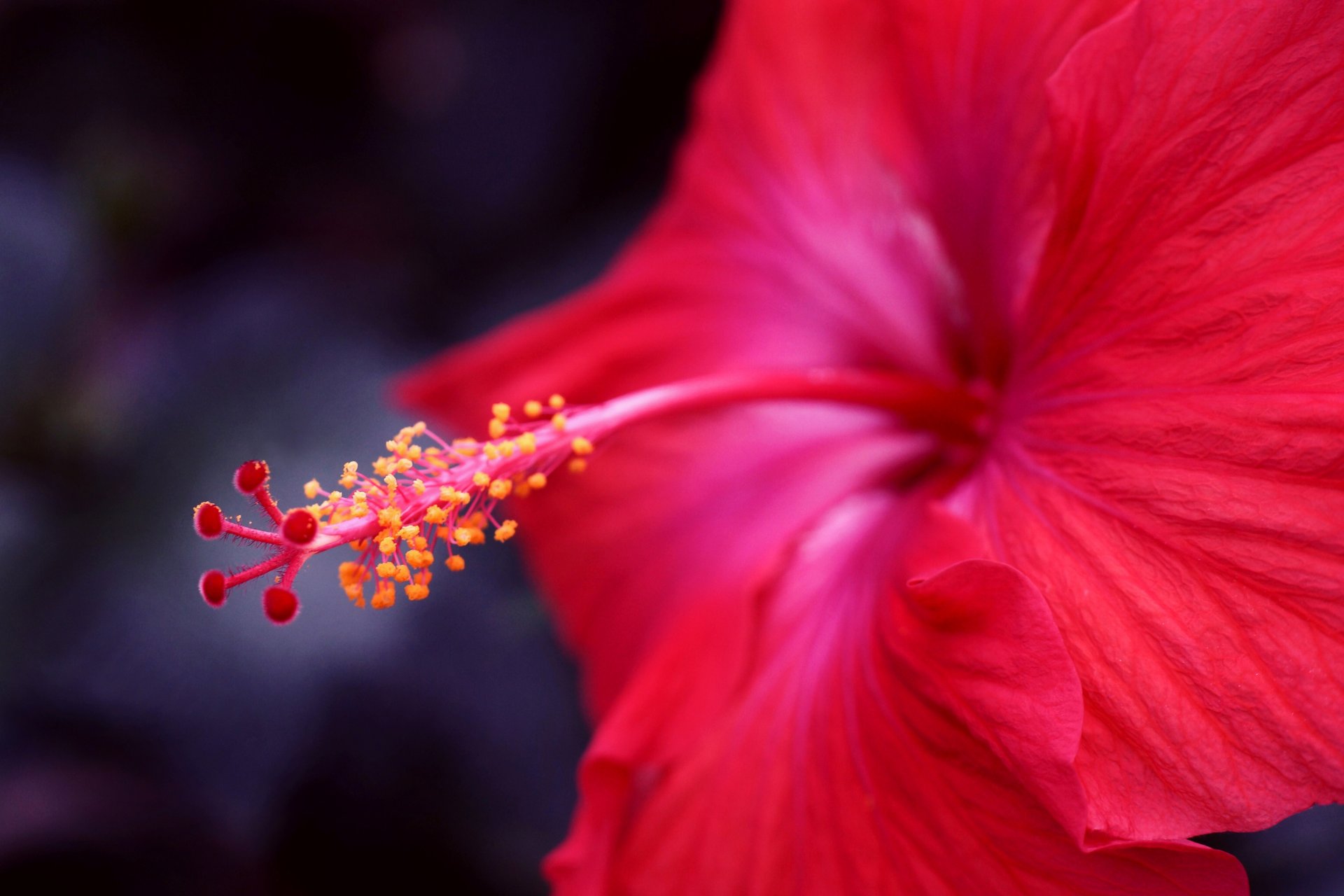 flower close up hibiscus focus red