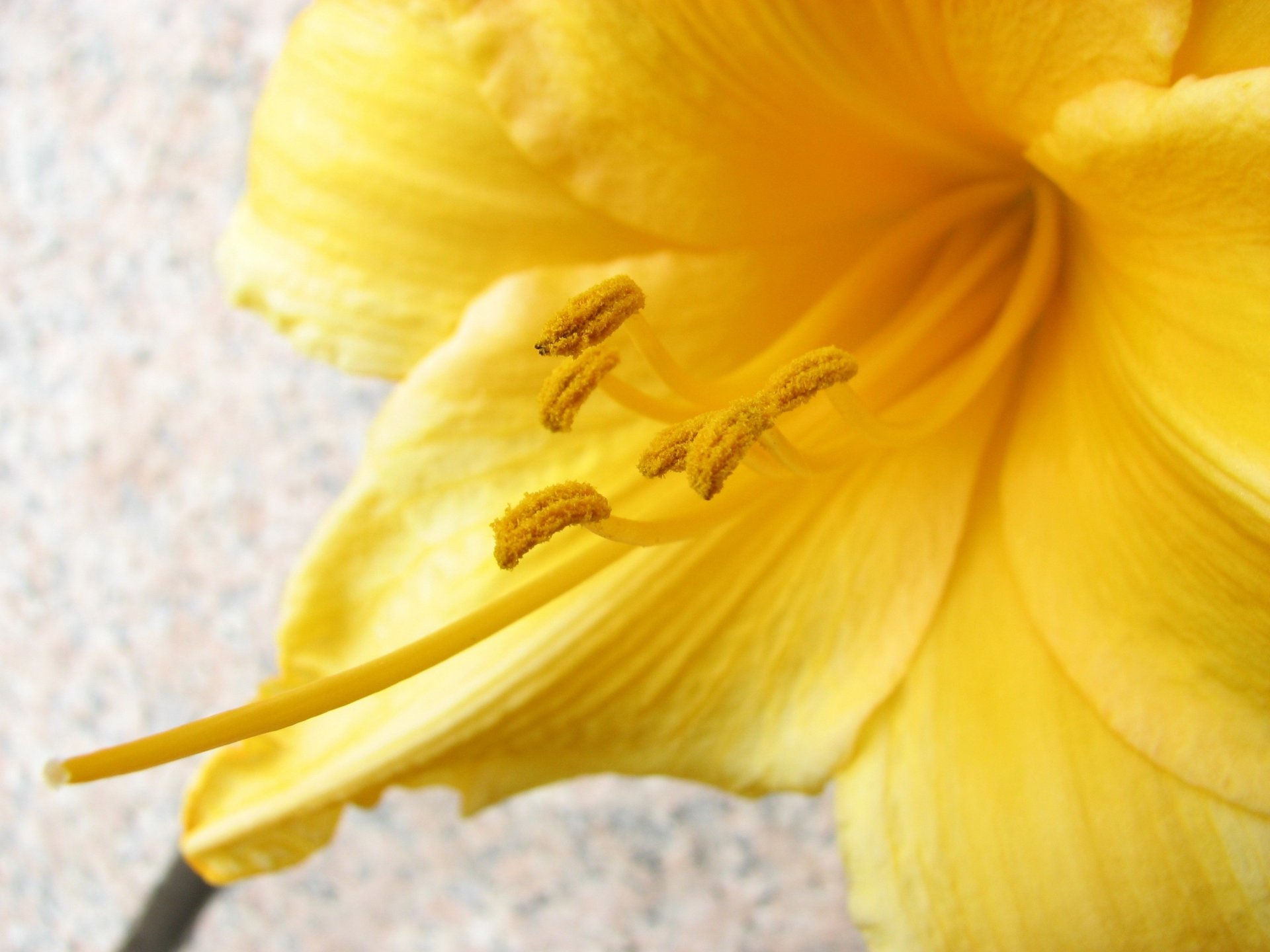 close up flower pollen