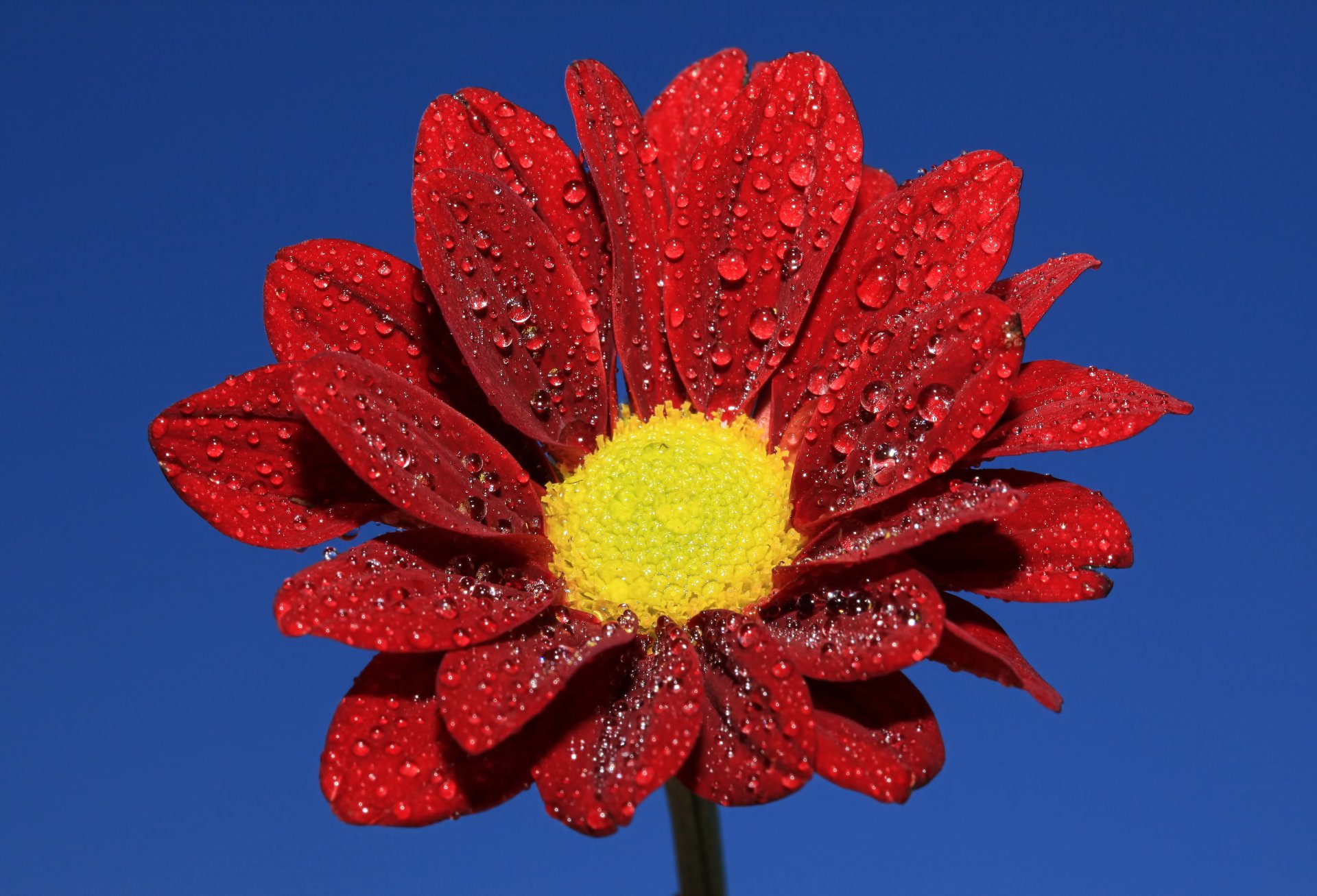 fleur pétales ciel gouttes rosée eau