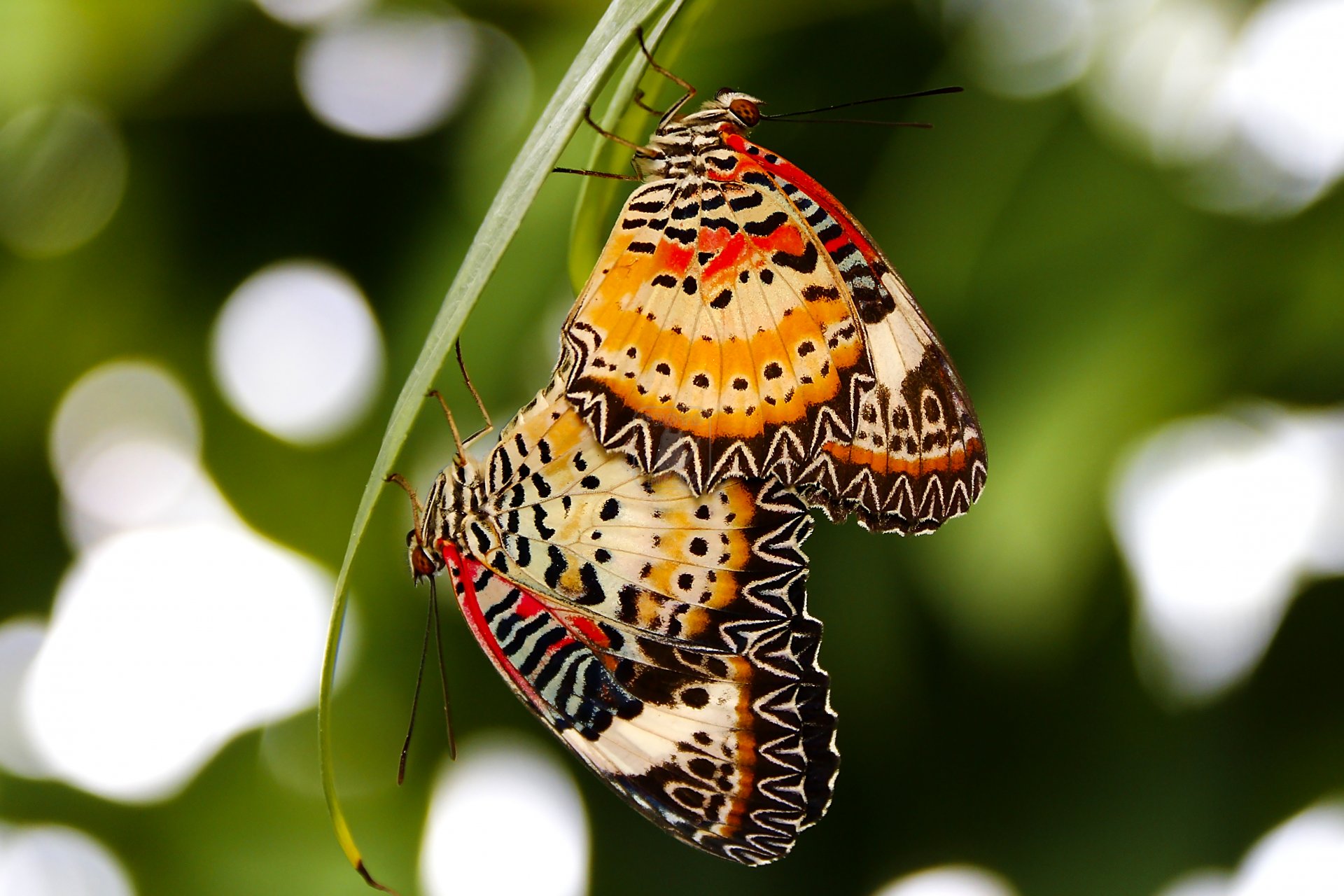 macro insetti farfalle