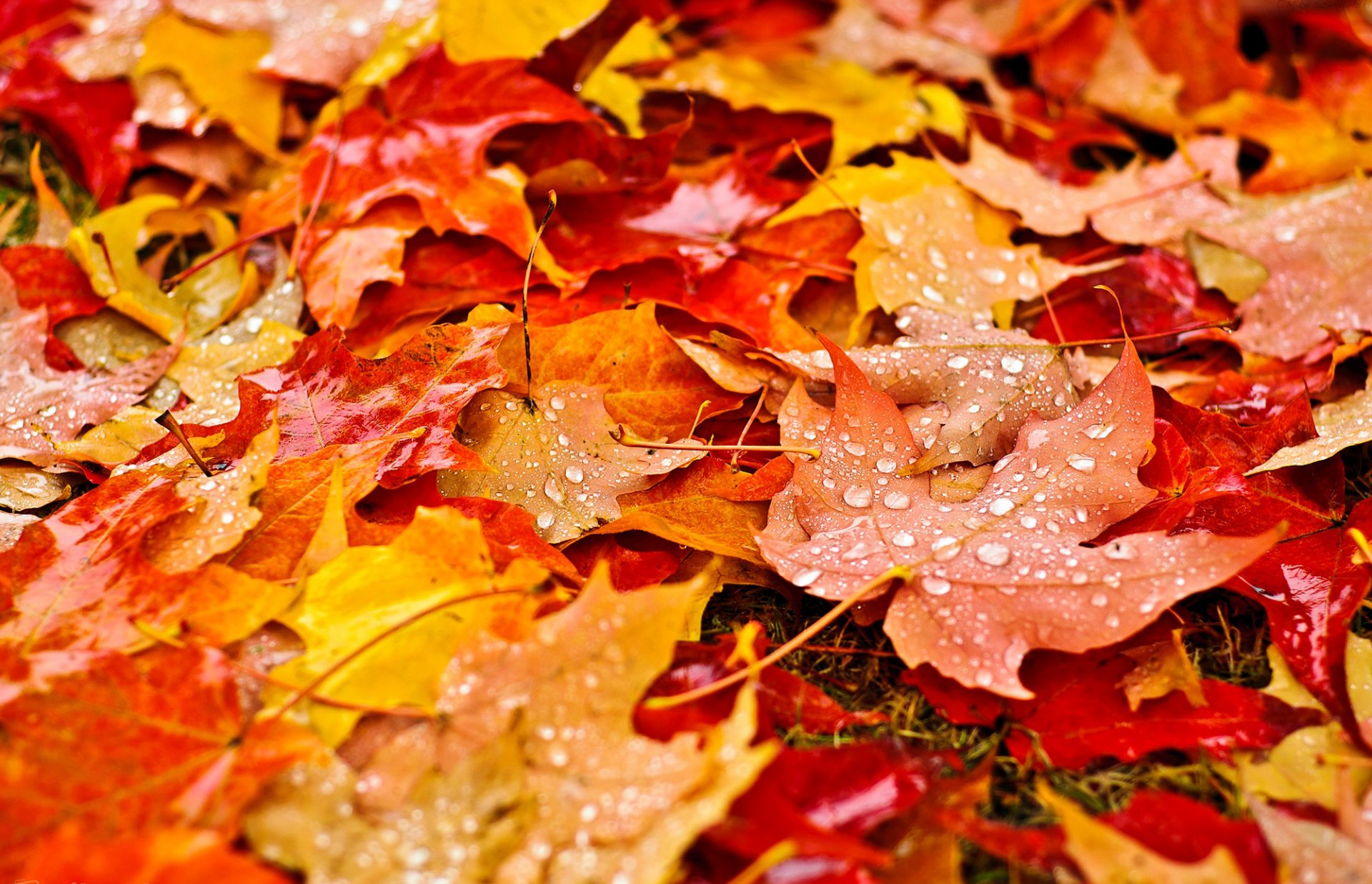 foglie giallo arancione autunno natura gocce goccioline macro