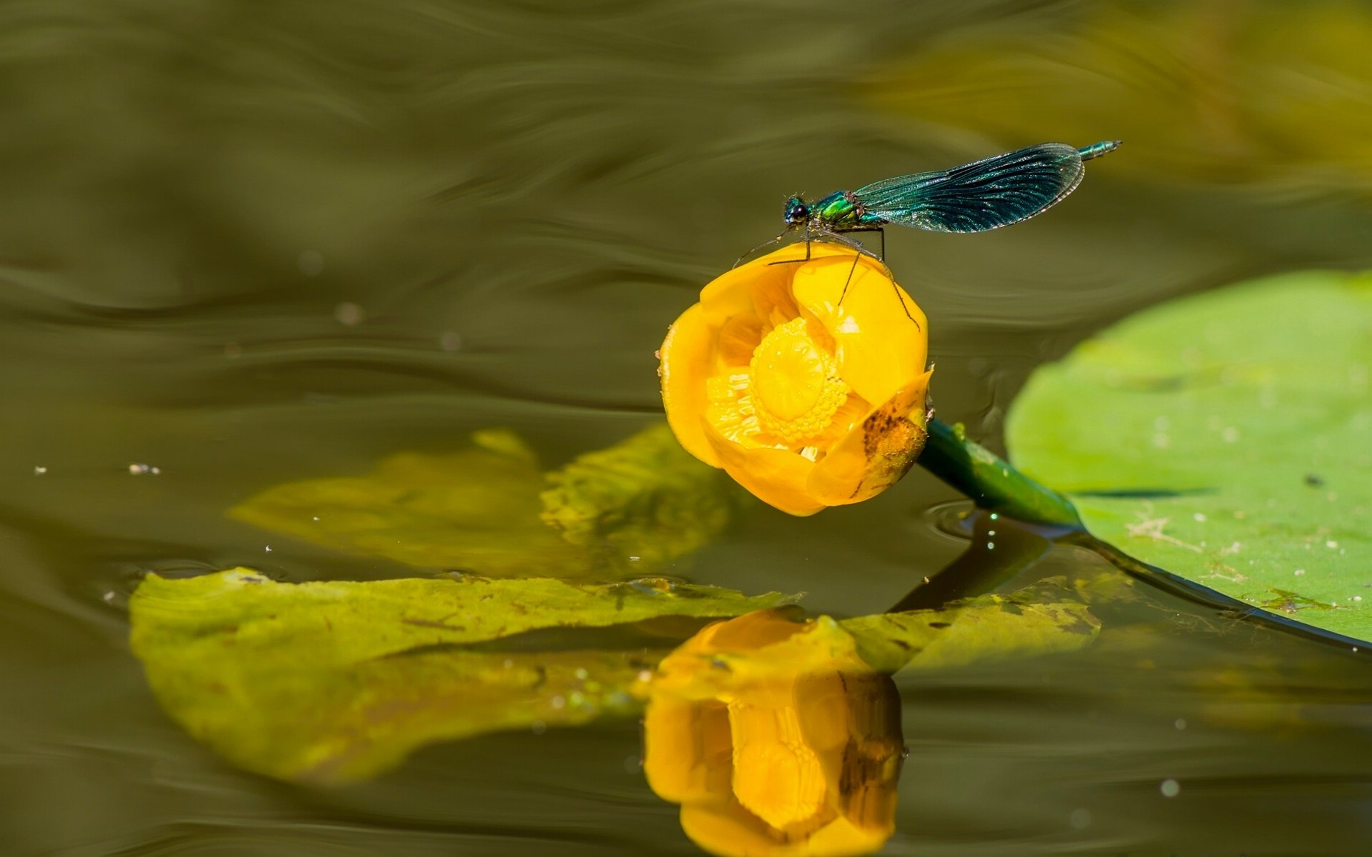 glänzende schönheit libelle gelber quader gelber seerose seerose wasser makro