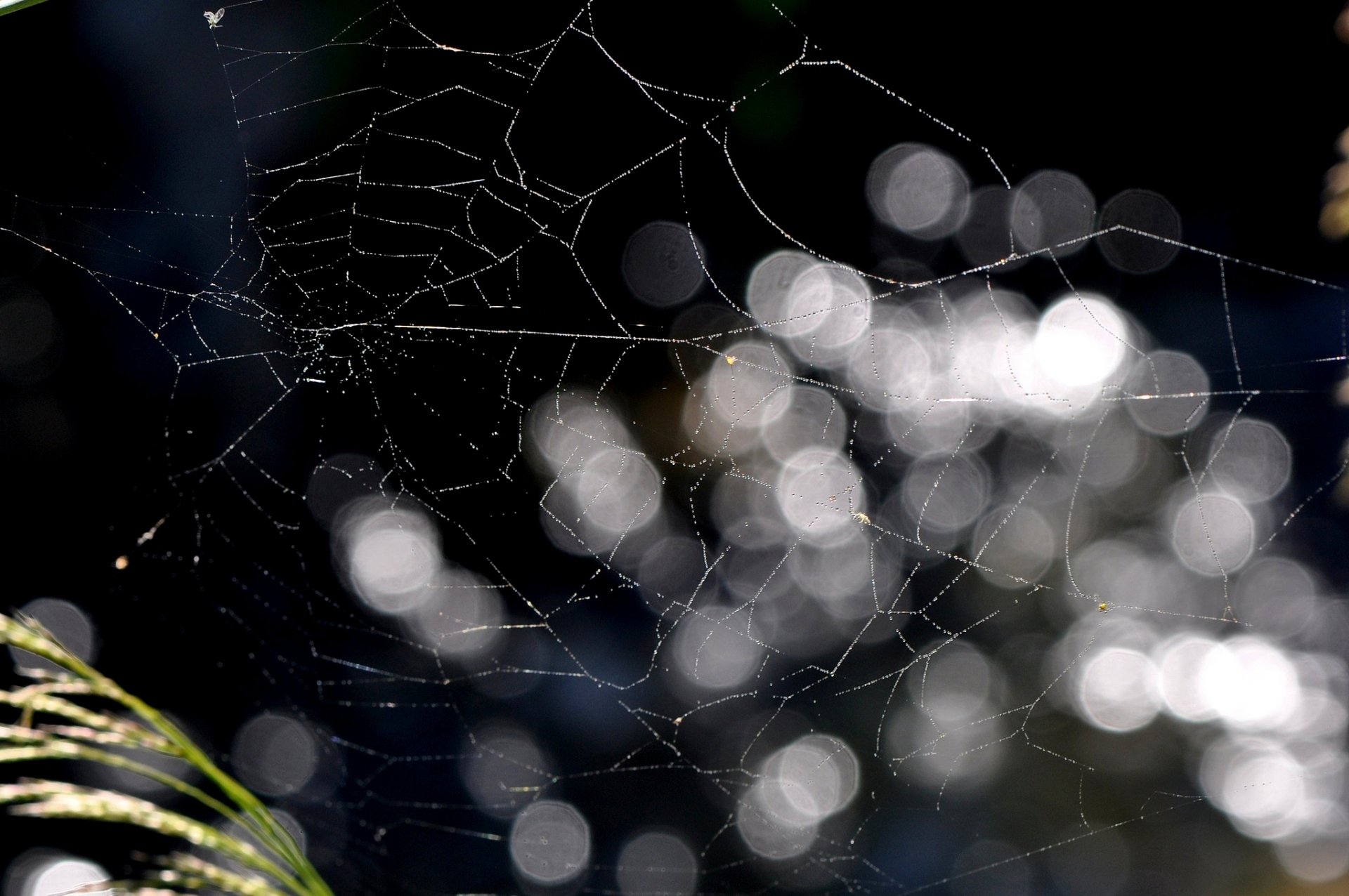 web bokeh grass nature close up